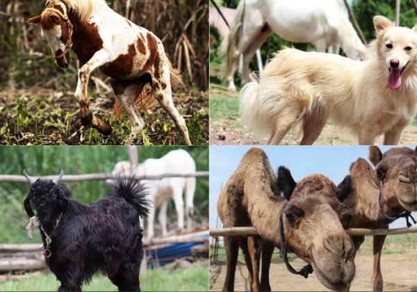 PETA India Celebrates Landmark Government Proposal to Ban All Use of Animals in Circuses