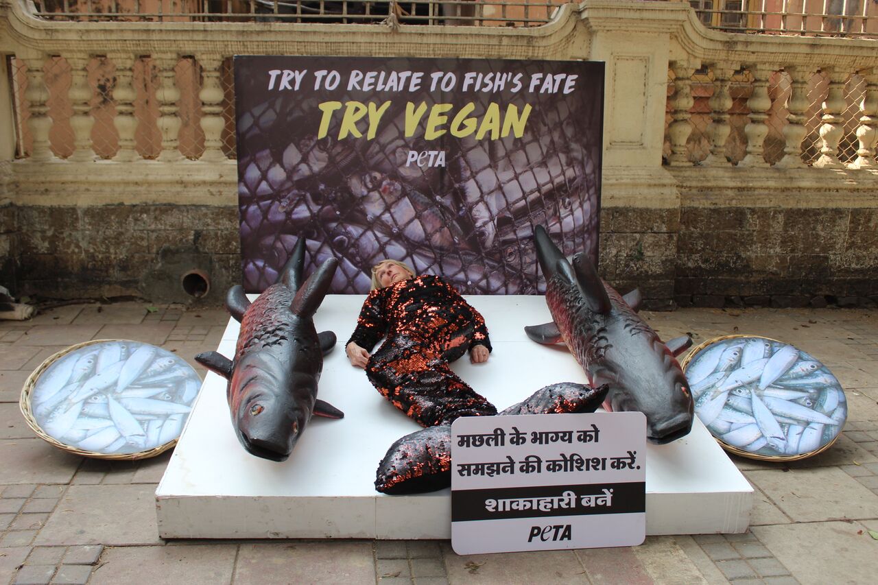 PETA India Founder Takes Fish's Place in Mumbai Animal Rights Day Appeal -  Blog - PETA India