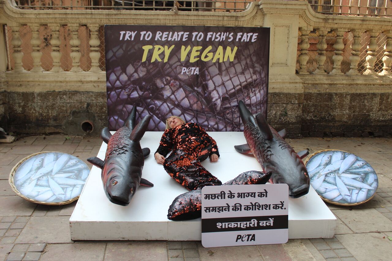 PETA India Founder Takes Fish's Place in Mumbai Animal Rights Day Appeal - Blog - PETA India PETA India Founder Takes Fish's Place in Mumbai Animal Rights Day Appeal - Blog - PETA India