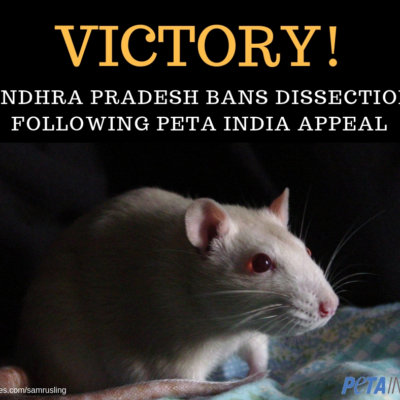 Victory: Andhra Pradesh Schools Ban Dissection After PETA India Appeal - Blog - PETA India Victory: Andhra Pradesh Schools Ban Dissection After PETA India Appeal - Blog - PETA India