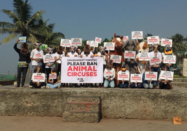 PETA इंडिया की याचिका पर, दिल्ली उच्च न्यायालय ने “जीव-जन्तु कल्याण बोर्ड” को बंद सर्कसों में जानवरों की स्थिति पर जानकारी देने के निर्देश दिये