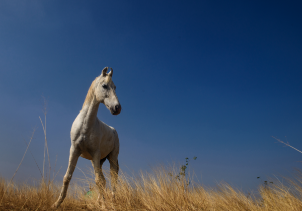 PETA India’s Top Victories of 2018