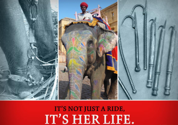 Supreme Court Accepts PETA India Intervention Application for Elephant Ride Ban
