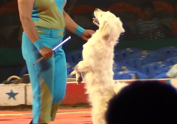 PETA इंडिया केंद्र सरकार से अनुरोध करता है कि भविष्य में होने वाली संभावित महामारी से बचने हेतु सर्कस में पशुओं के इस्तेमाल पर रोक लगाई जाए।