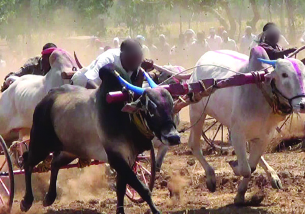Victory: Following PETA India Pressure, Two Illegal Bull Races Stopped in Punjab