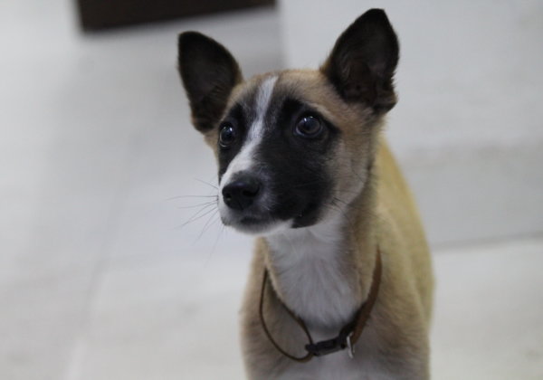 Adorable Pup Is Looking for A Loving Home