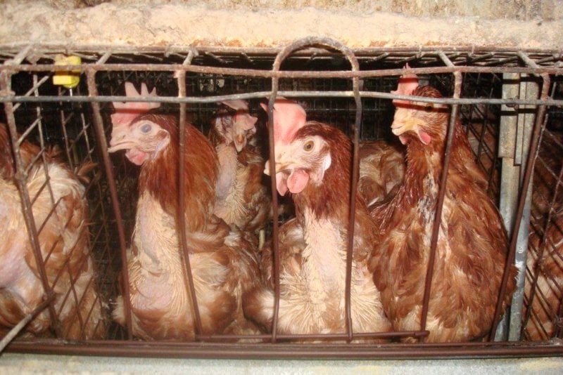 Chicken in cage - reasons to go vegan for lent