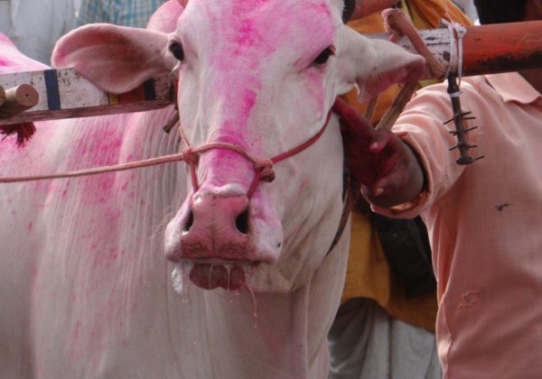 PETA India Works With Thane Rural Police to Stop Cruel Bullock Cart Race