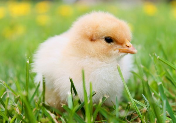 6 Reasons Why Christians Should Go Vegan For Lent