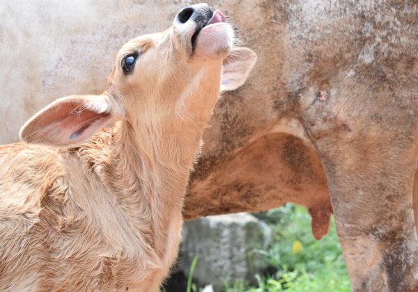 Baby cow