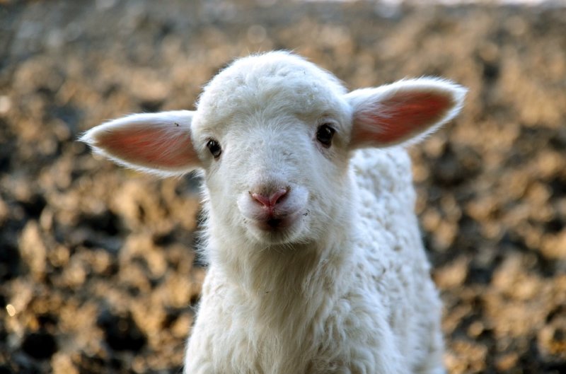 compassion to animals - lamb - reasons to go vegan for lent