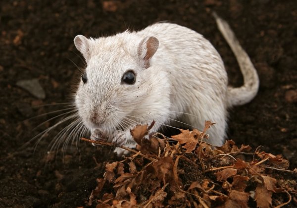 Mice Force-Fed With Faecal Bacteria: PETA India Calls On “Oreo” Manufacturer Mondelēz to Stop Senseless Animal Testing For Good