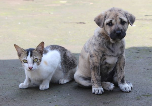 Be a Chowkidar for Animals