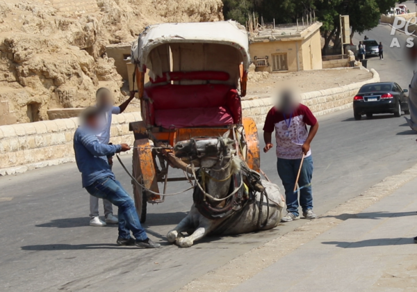 मिस्र में भयानक हिंसा: यात्रियों की सवारी के लिए घोड़े और ऊटों की पिटाई
