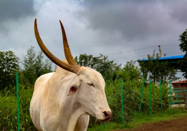 PETA India to Political Parties: Follow Election Commission’s ‘Model Code of Conduct’ Banning Use of Animals in Election Campaigns