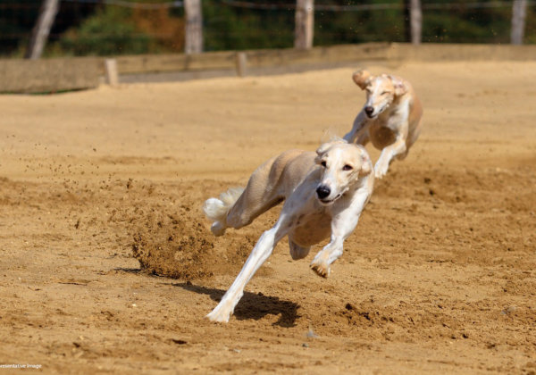 Following PETA India Pressure, Order Issued to Stop Illegal Animal Races