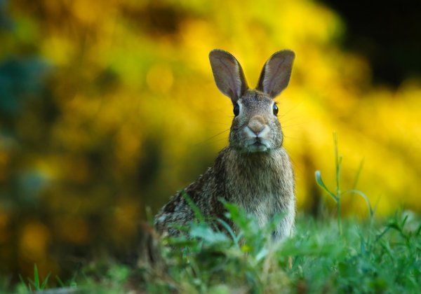 China Approves New Non-Animal Cosmetics Tests After PETA US Push