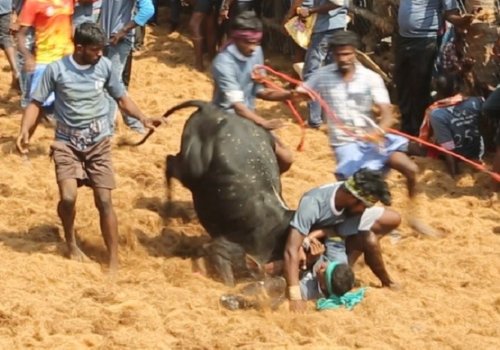 Jallikattu Investigation Photos 2019