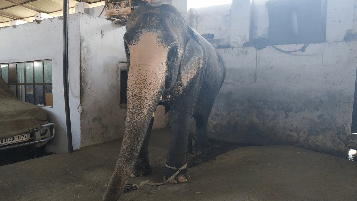 Elephant Shackled in a Garage After Rescue by Rajasthan Forest Minister -  Blog - PETA India