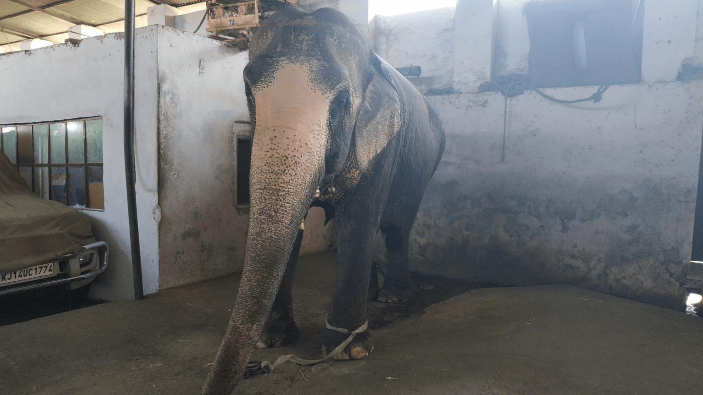Elephant Shackled in a Garage After Rescue by Rajasthan Forest Minister - Blog - PETA India Elephant Shackled in a Garage After Rescue by Rajasthan Forest Minister - Blog - PETA India