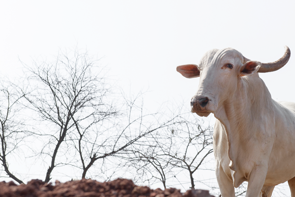 Victory: Following Pressure From PETA India, Two Illegal Bull Races Stopped in Punjab