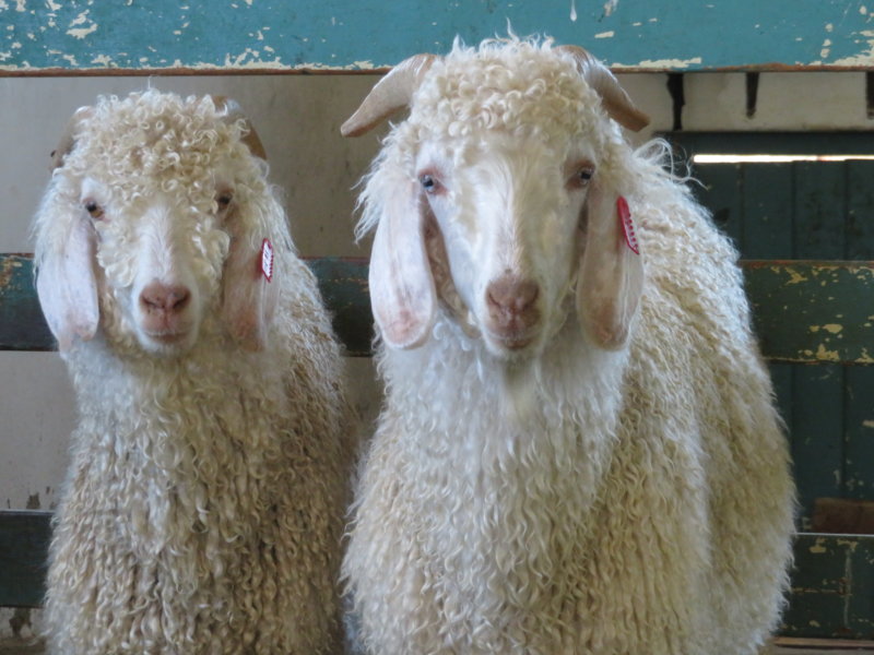 mohair goats investigation photos 1