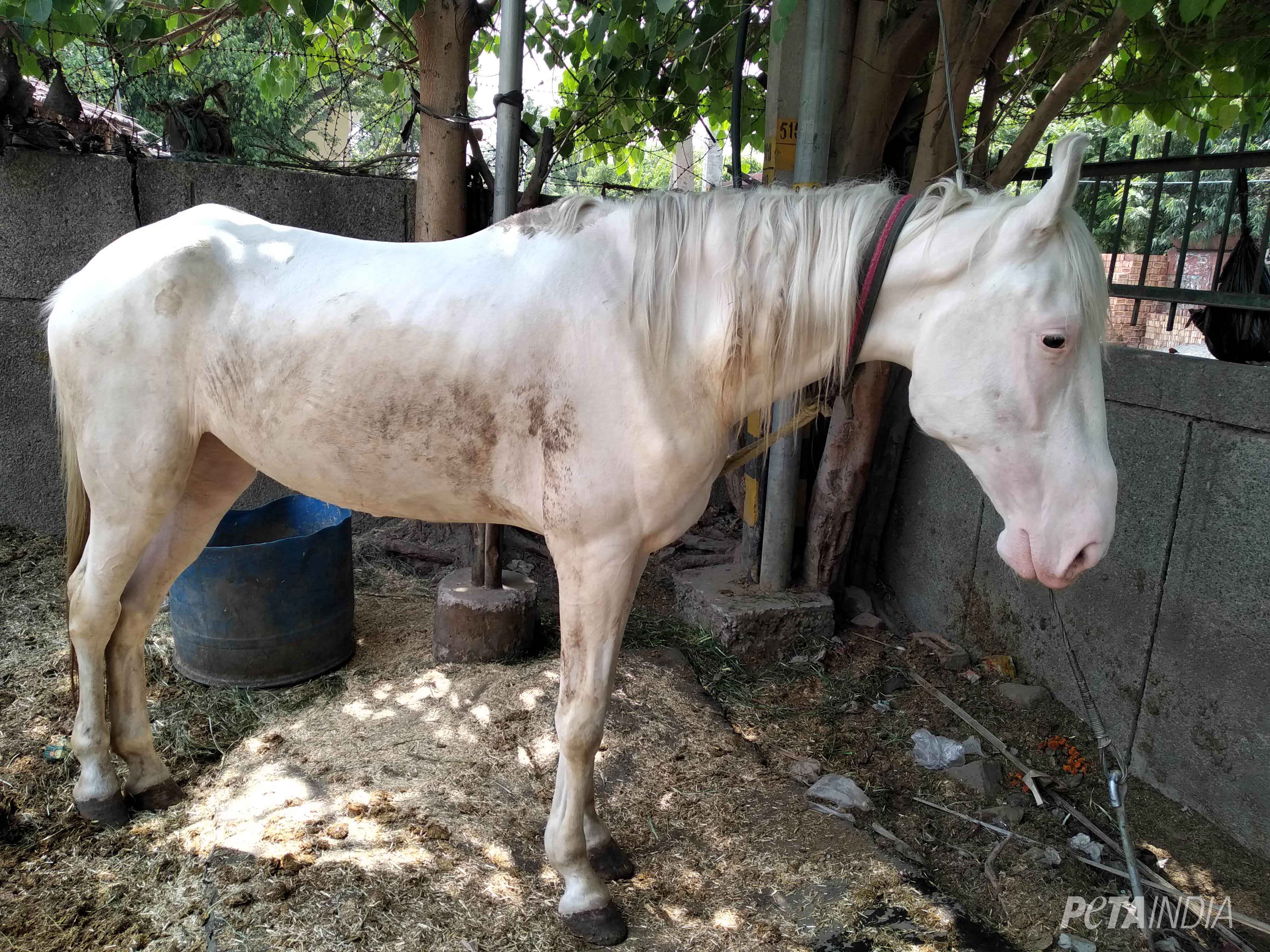 Have You Heard? Two Horses In Kansas Test Positive For Deadly Viruses – What Now? - kad4t3o