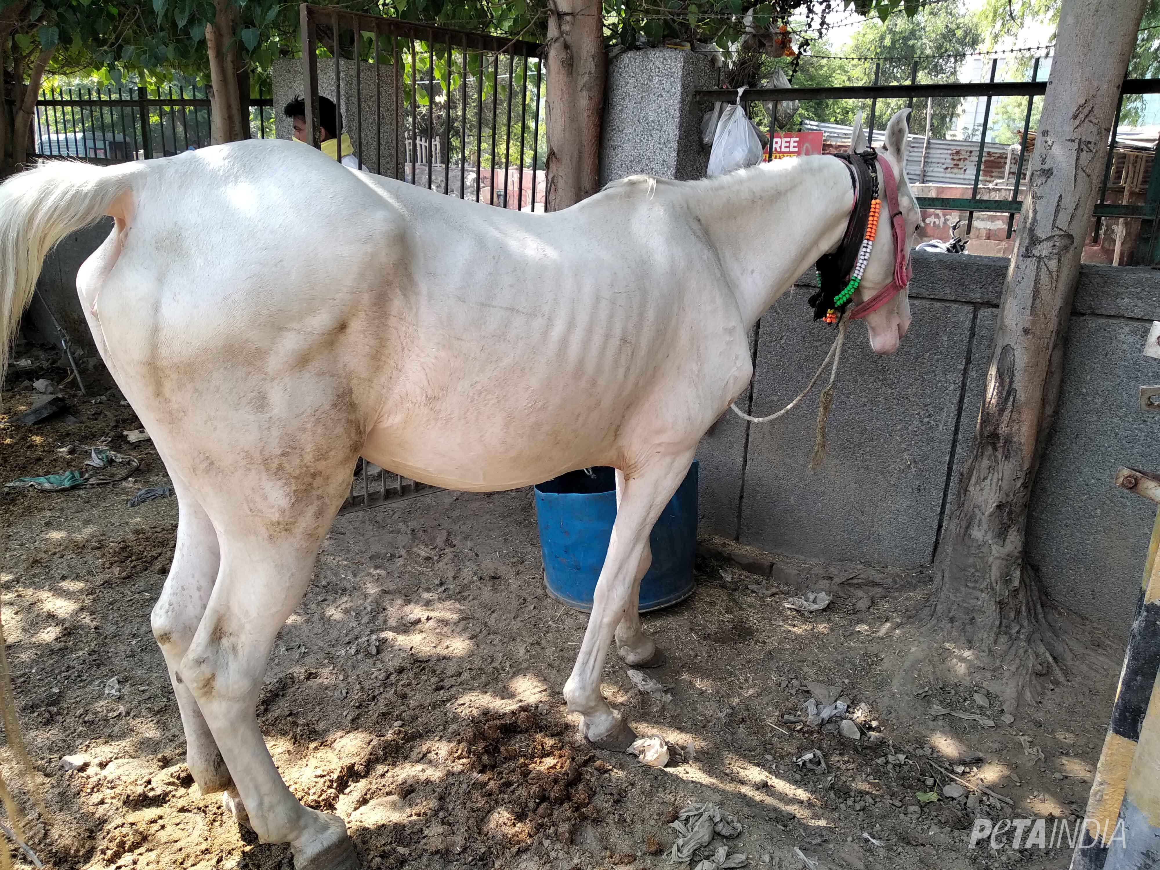Have You Heard? Two Horses In Kansas Test Positive For Deadly Viruses – What Now? - ttnndbx