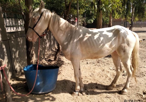 शादी में इस्तेमाल होने वाले घोड़े घातक बीमारी के शिकार, PETA इंडिया की शिकायत पर दिल्ली सरकार ने कार्यवाही की