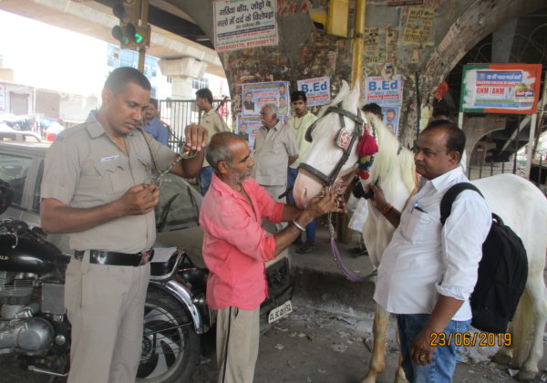 PETA इंडिया की शिकायत पर दिल्ली पुलिस ने शादी में इस्तेमाल होने वाले घोड़ों को नियंत्रित करने वाली मुंह की नुकीली लगाम जब्त की