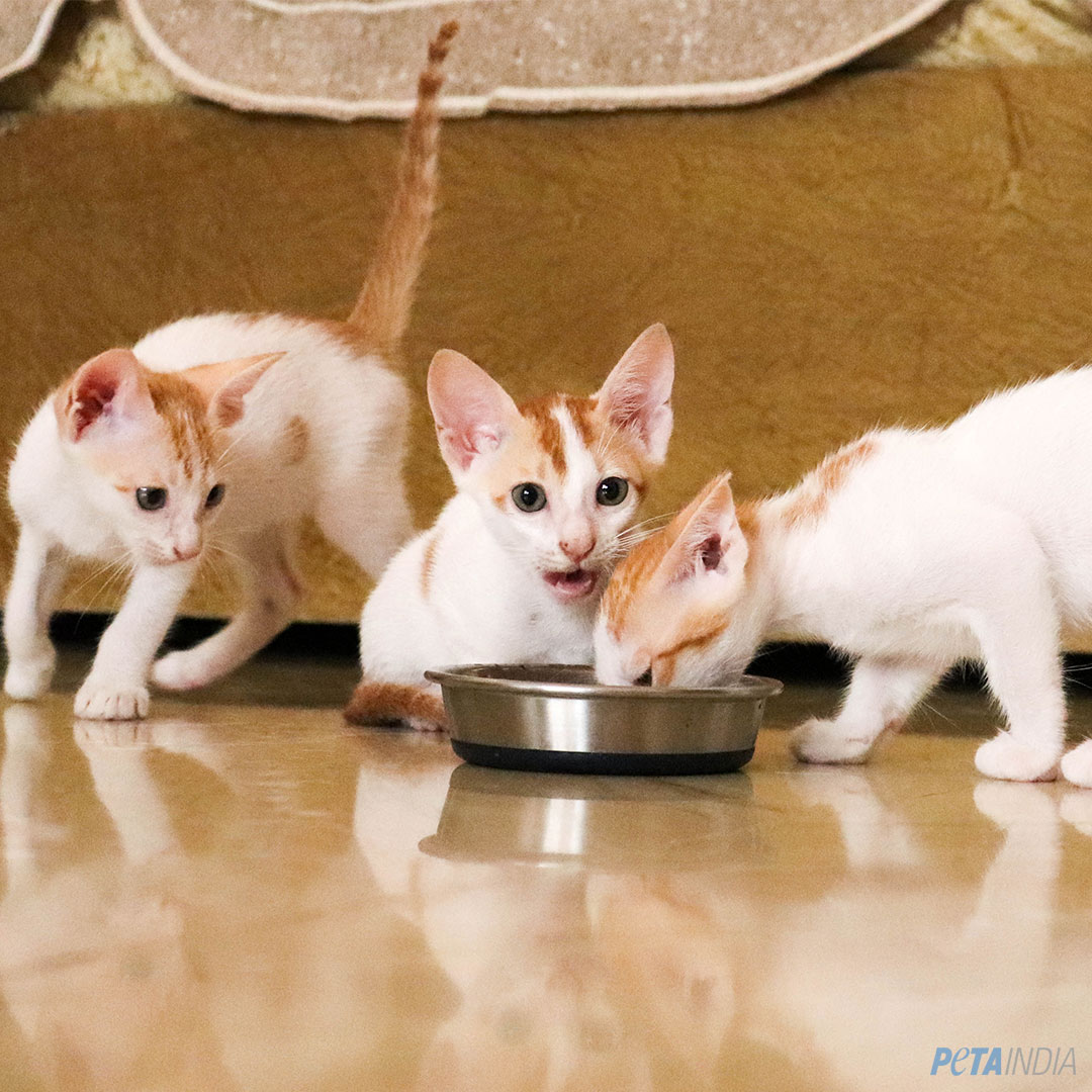Kittens adoption 