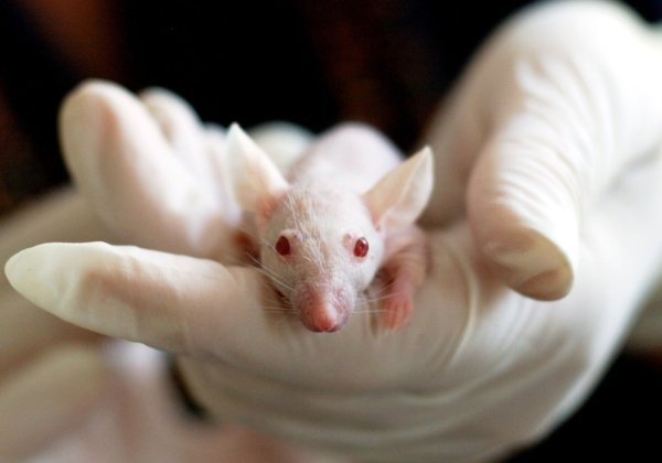 Animals Used for Experimentation - The Issues - PETA India