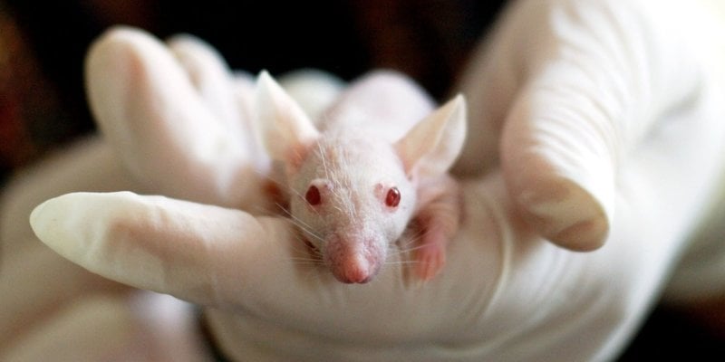 What’s Wrong With Experimenting on Animals?