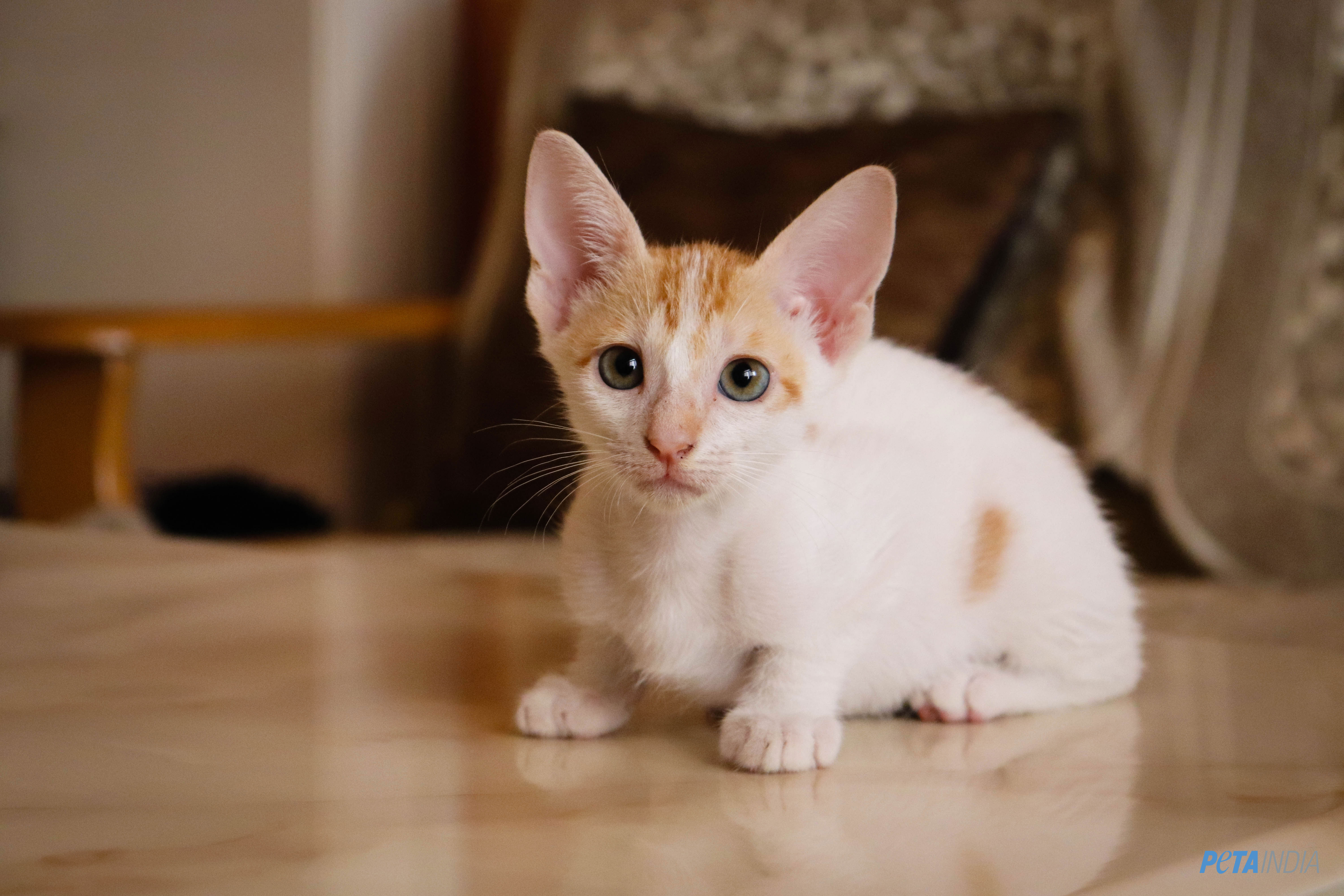 sadaa kitten adoption