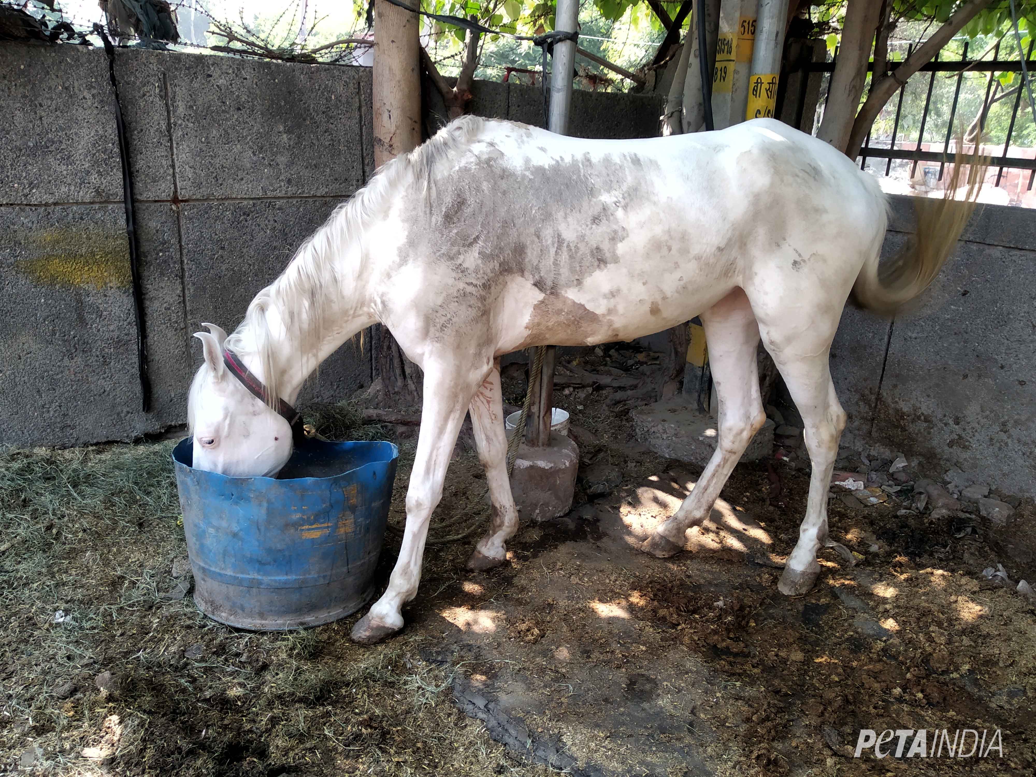 Glanders Horse Disease