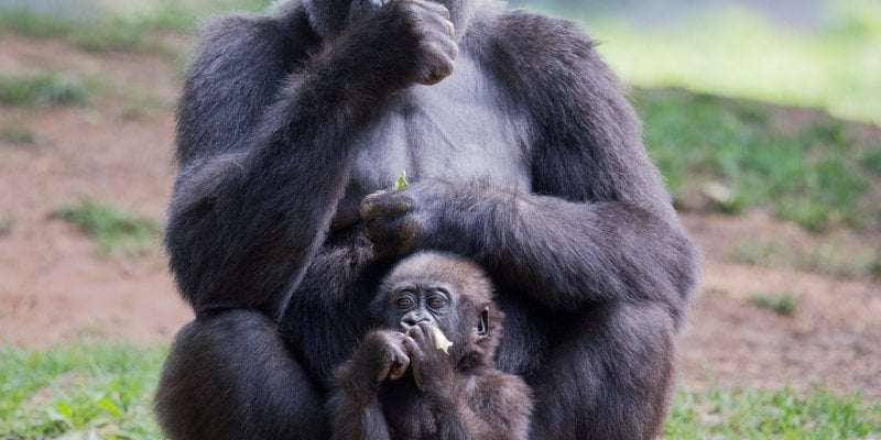 Animals Used for Entertainment - The Issues - PETA India Animals Used for Entertainment - The Issues - PETA India