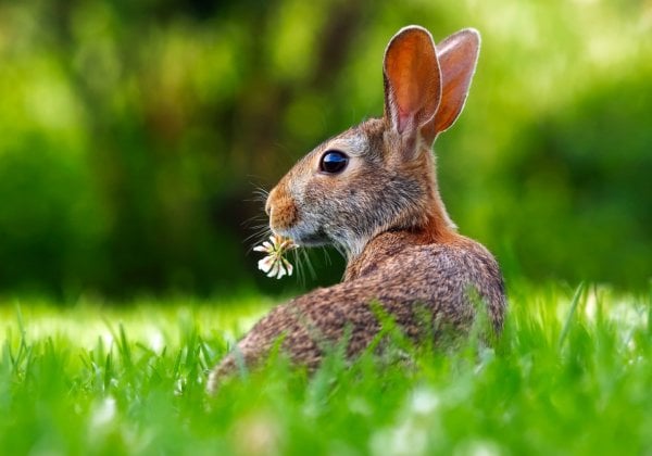 Animals Used for Experimentation - The Issues - PETA India Animals Used for Experimentation - The Issues - PETA India