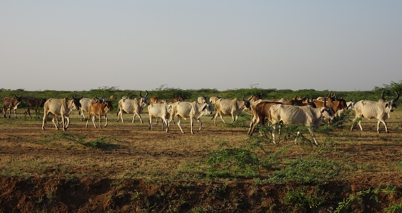 cattle raised for meat - India