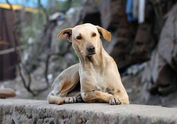 ‘लकी’ की आत्मा को शांति मिले। पशुओं के साथ दुर्व्यवहार करने वालों के खिलाफ कठोर दंड की मांग करने मे हमारा साथ दें ।