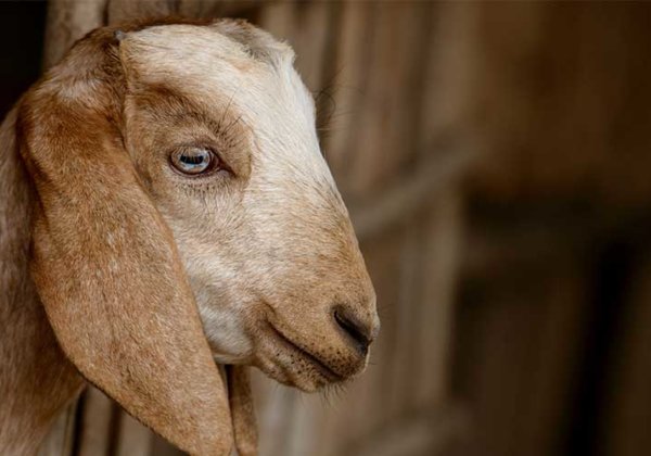 Goats Castrated Without Painkillers and Cruelly Killed – Speak Up!