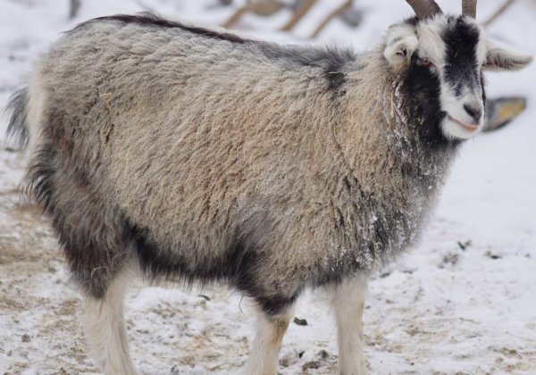 Harry Potter Knitwear Firm Bans Cashmere Following PETA US Appeal