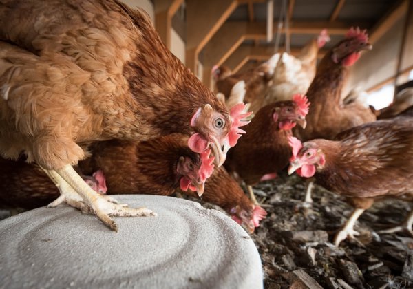 PETA India Condemns as ‘Humane Washing’ the Prevention of Cruelty to Animals (Egg Laying Hens) Rules, 2023