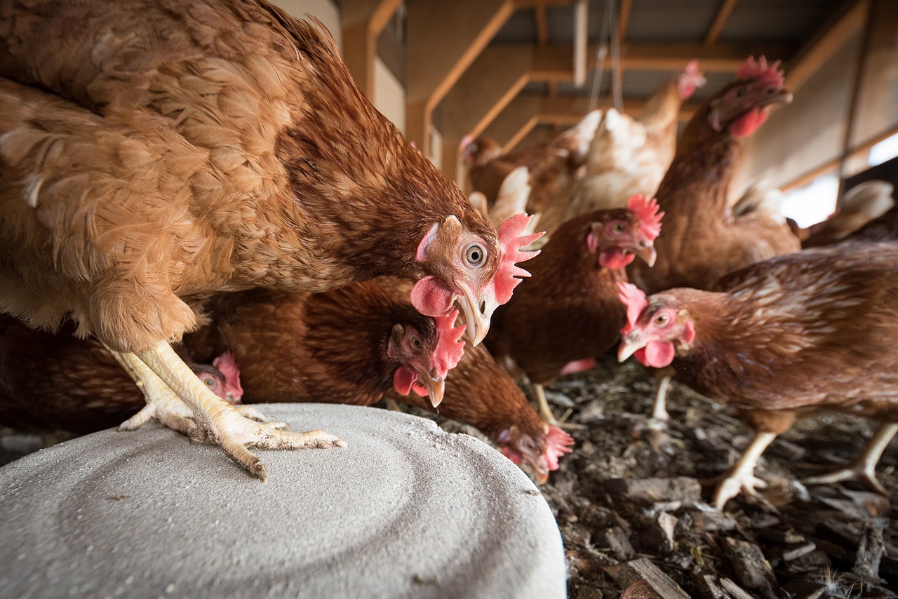 animals raised for food - chickens photo