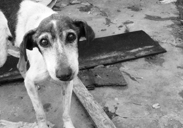 sad dog street india