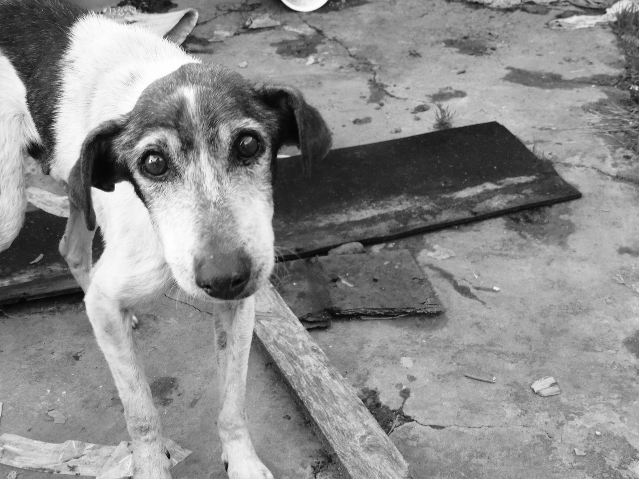 sad dog street india