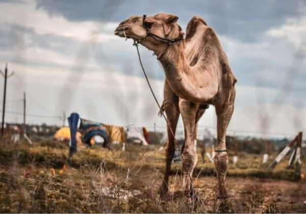 PETA इंडिया एवं स्थानीय कार्यकर्ताओं ने मिलकर ईद की कुर्बानी के लिए ले जा रहे 7 ऊंटों को बचाया