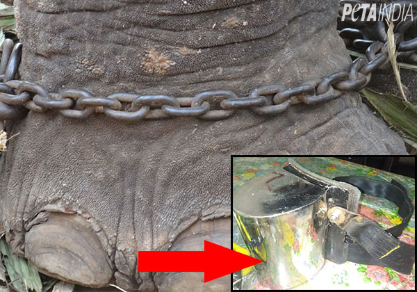Captive Elephants Need Freedom, Not More Torture