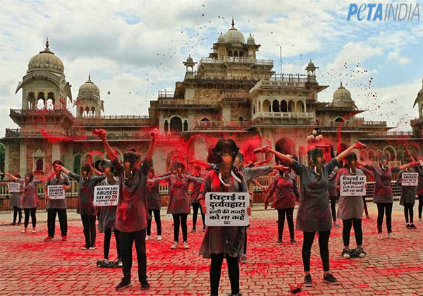दर्जनों हाथियों ने क्रूर हाथी-सवारी पर रोक की मांग की