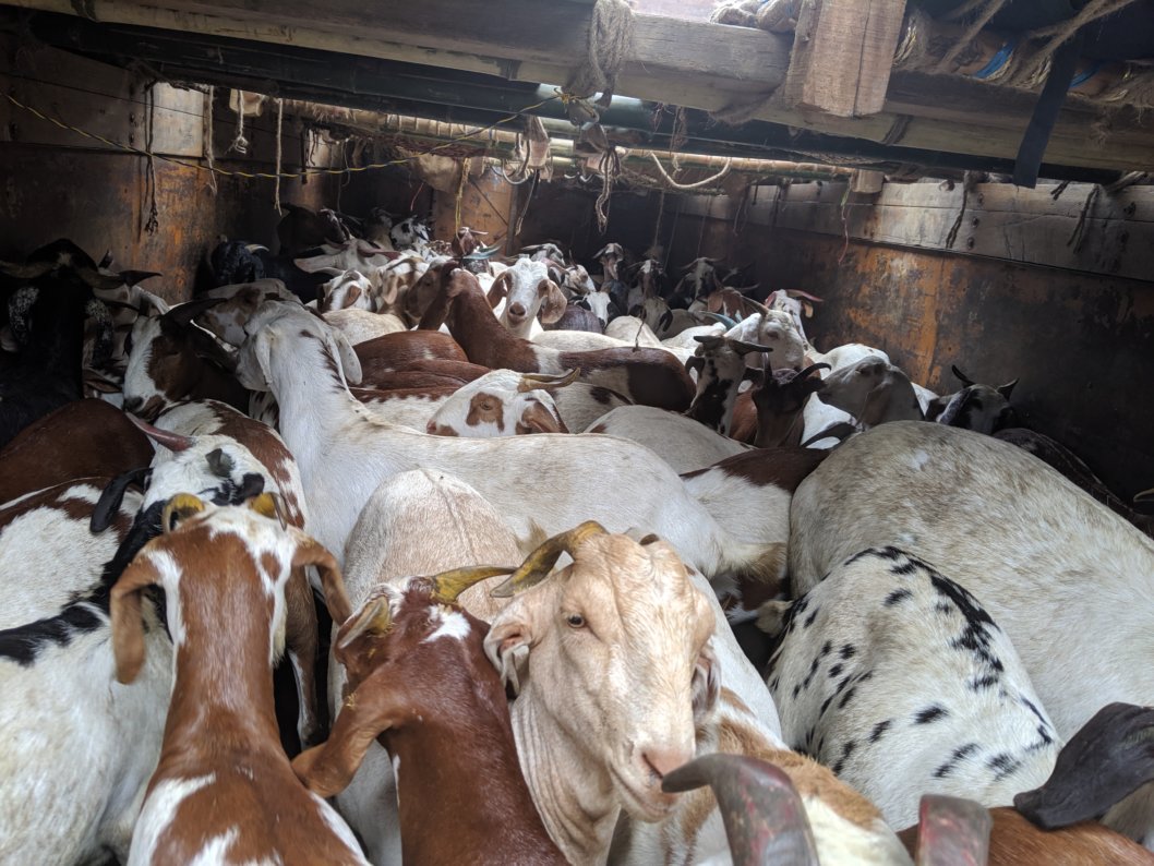 PETA India Finds Appalling Cruelty at Mumbai's Deonar Slaughterhouse