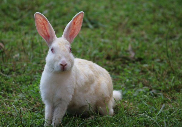 Angora, Cashmere, and Other Types of Wool